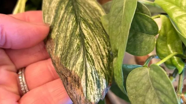 19 Times Your Plants Are Asking for Help (But You Didn’t Notice)