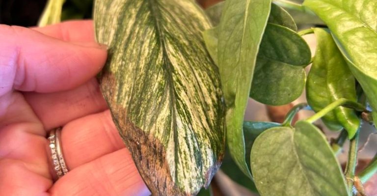 19 Times Your Plants Are Asking for Help (But You Didn’t Notice)