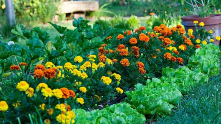 19 Unusual Plant Pairings That Make Each Other Healthier and Happier