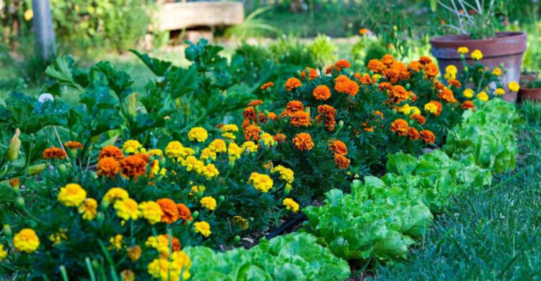 19 Unusual Plant Pairings That Make Each Other Healthier and Happier