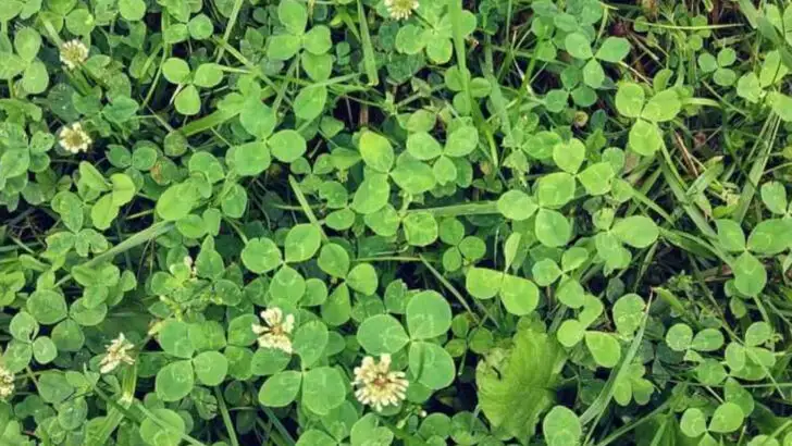 20 Backyard Weeds You Should Actually Keep (They’re More Useful Than You Think)