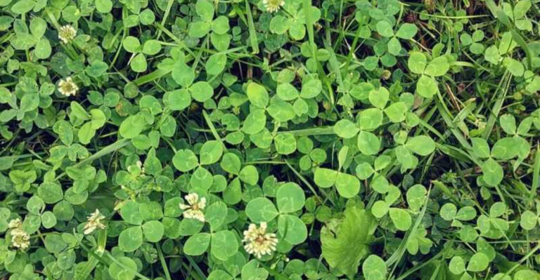 20 Backyard Weeds You Should Actually Keep (They’re More Useful Than You Think)