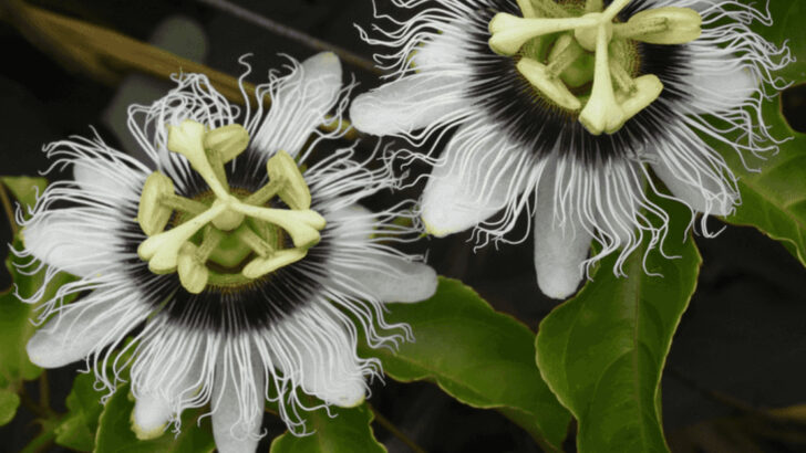 20 Climbing Plants That Turn Walls and Fences Into Living Art