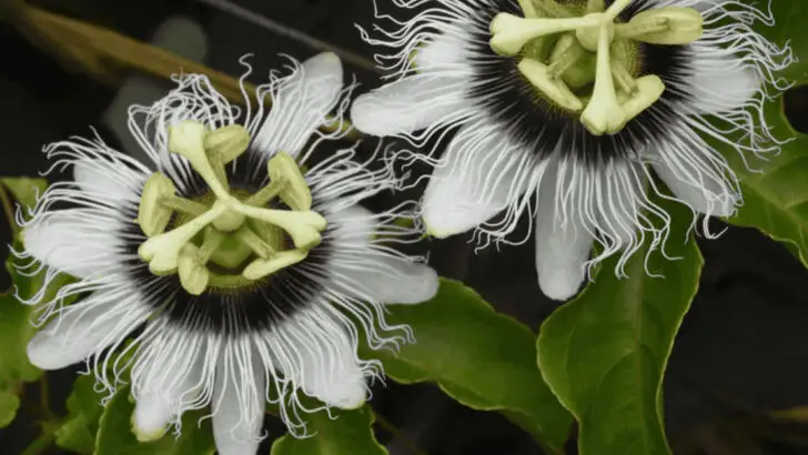 20 Climbing Plants That Turn Walls and Fences Into Living Art