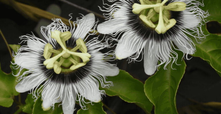 20 Climbing Plants That Turn Walls and Fences Into Living Art