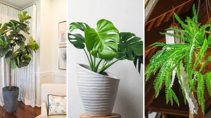 20 Decorative Plants That Can’t Handle Cold Weather