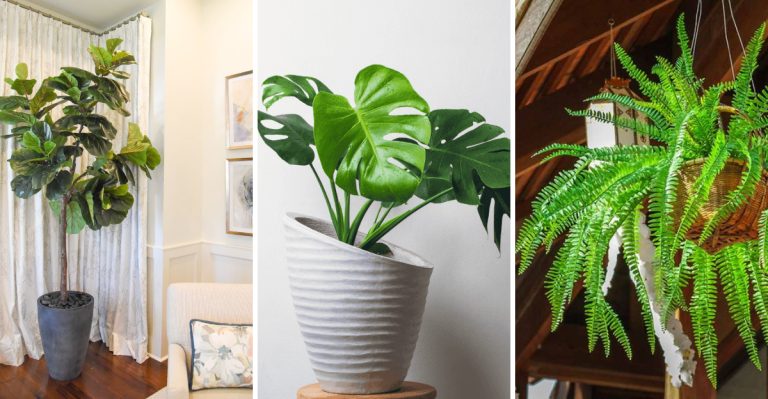 20 Decorative Plants That Can’t Handle Cold Weather