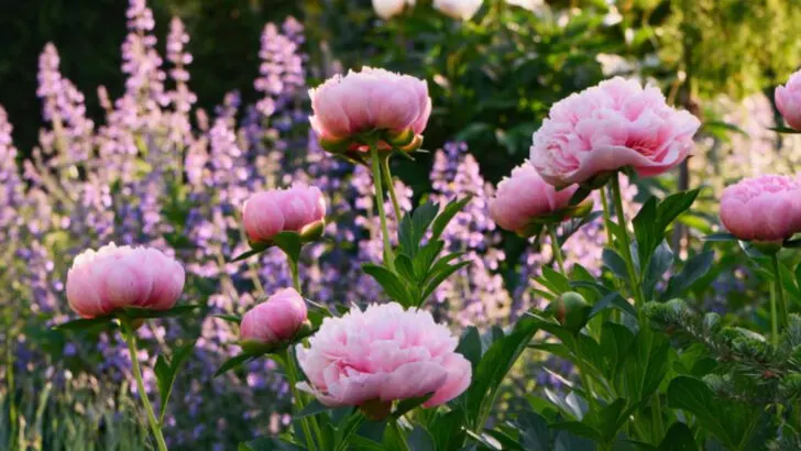 20 Easy Plant Combinations That Instantly Make Small Gardens Look Lush