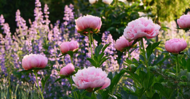 20 Easy Plant Combinations That Instantly Make Small Gardens Look Lush