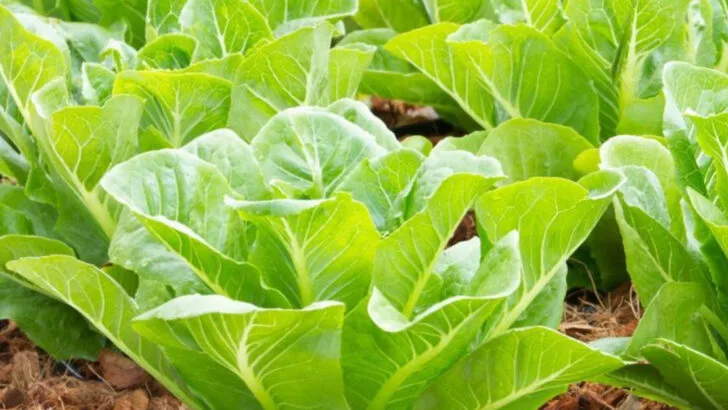 20 Easy Veggies to Grow This Summer for a Bountiful Harvest