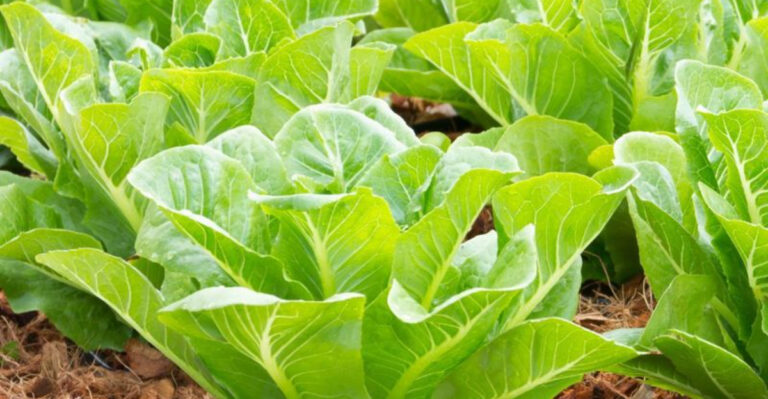 20 Easy Veggies to Grow This Summer for a Bountiful Harvest