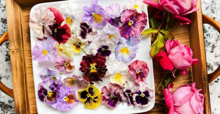 20 Edible Flowers That Add Flavor, Color, and Instagram-Worthy Plates