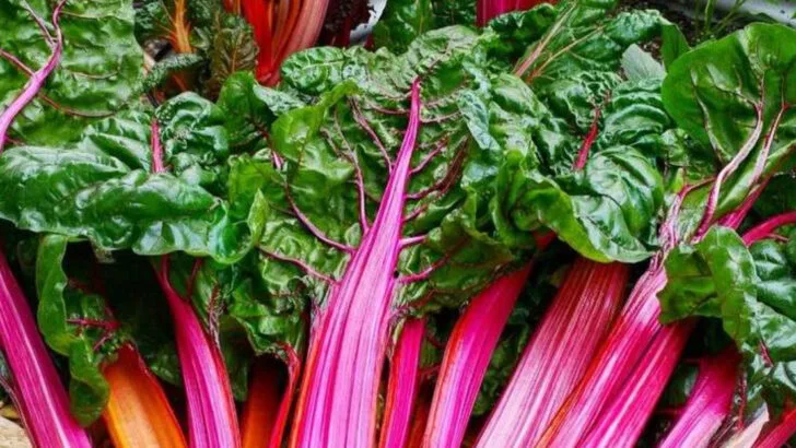 20 Edible Greens You Can Harvest in Under 30 Days