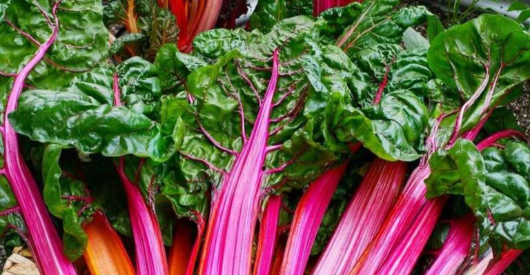 20 Edible Greens You Can Harvest in Under 30 Days