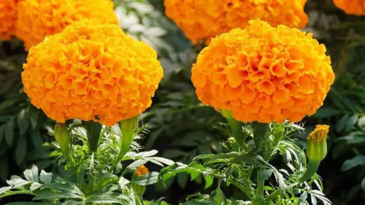 20 Fast-Blooming Plants to Fill Empty Garden Gaps This Summer