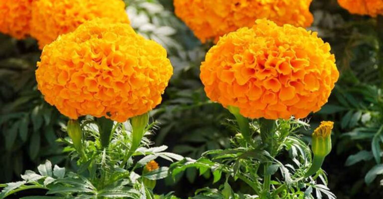 20 Fast-Blooming Plants to Fill Empty Garden Gaps This Summer