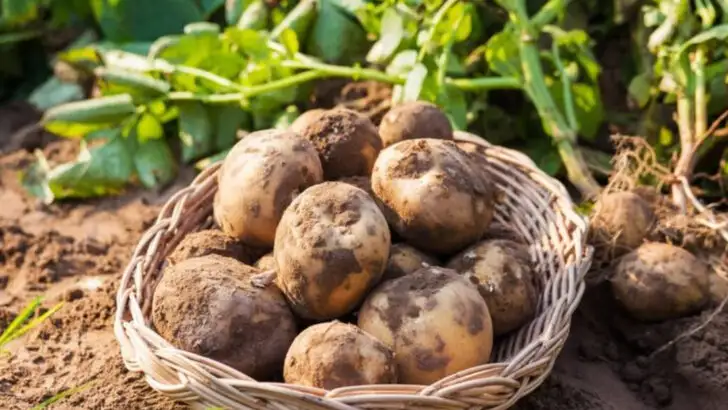 20 Fast-Growing Foods That’ll Save You a Trip to the Store