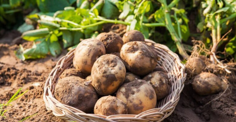 20 Fast-Growing Foods That’ll Save You a Trip to the Store