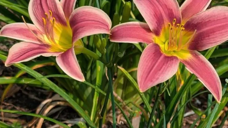 17 Vegetables That Practically Grow Themselves (Even If You Forget to Water)