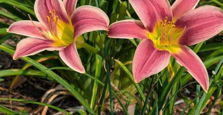 17 Vegetables That Practically Grow Themselves (Even If You Forget to Water)