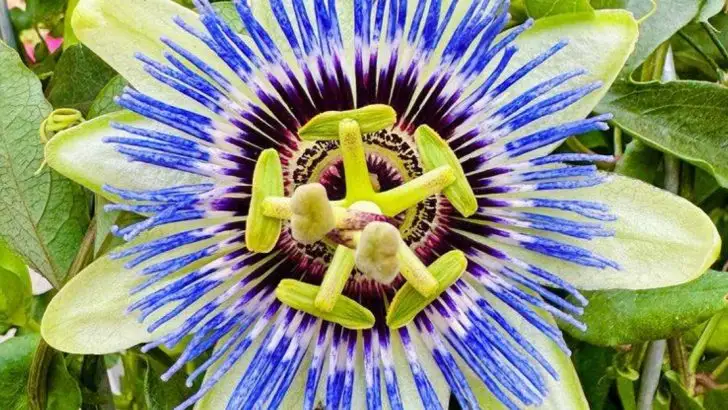 15 Flowers That Only Open for a Few Hours (But Are Worth It)