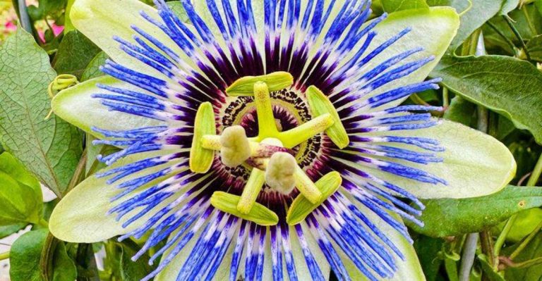 15 Flowers That Only Open for a Few Hours (But Are Worth It)