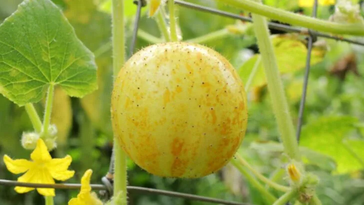 20 Forgotten Heirloom Veggies Making a Big Comeback in 2025