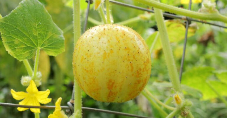 20 Forgotten Heirloom Veggies Making a Big Comeback in 2025