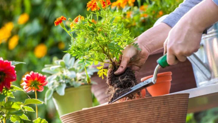 20 Garden Hacks That Look Silly but Actually Save You Hours