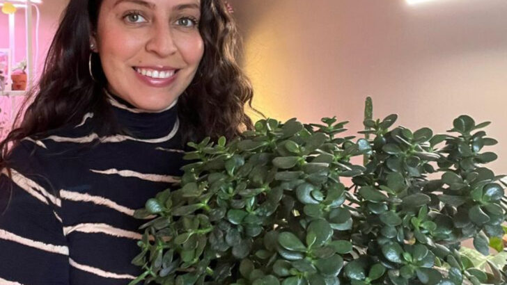 20 Gorgeous Indoor Plants That Clean the Air and Need Zero Attention