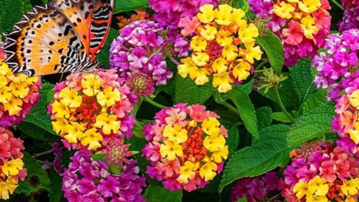 20 Heat-Loving Plants That Never Wilt (Even in Full Sun)