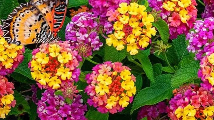 20 Heat-Loving Plants That Never Wilt (Even in Full Sun)