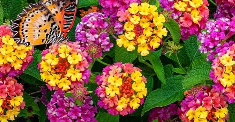 20 Heat-Loving Plants That Never Wilt (Even in Full Sun)