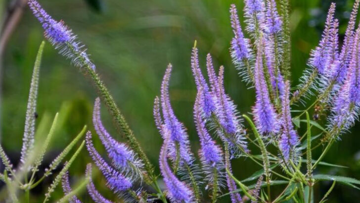 20 Little-Known Pollinator Magnets to Plant This Month