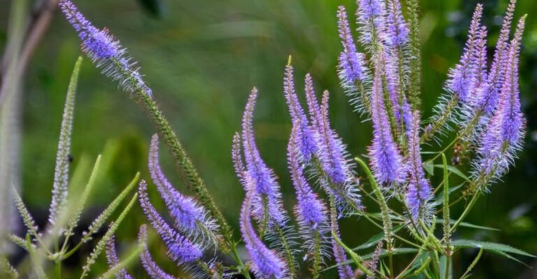 20 Little-Known Pollinator Magnets to Plant This Month
