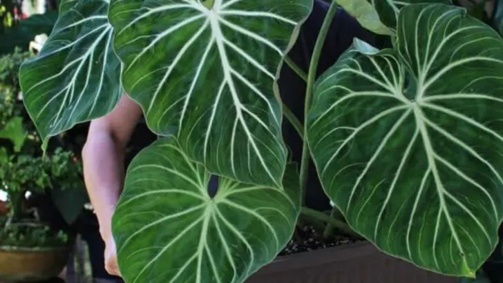 20 Low-Light Plants That Actually Thrive in Your Office Space