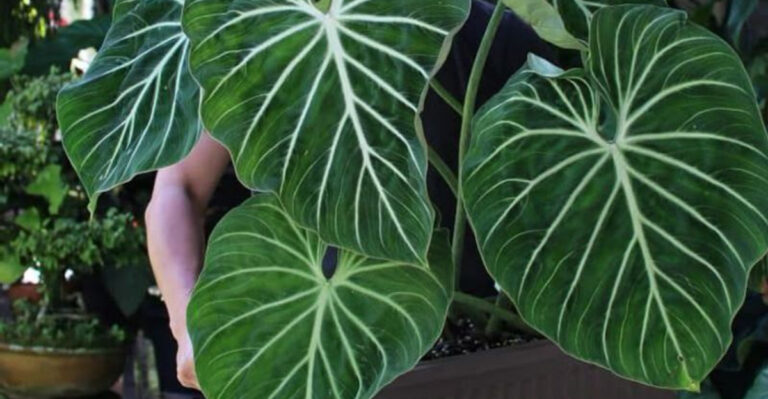 20 Low-Light Plants That Actually Thrive in Your Office Space