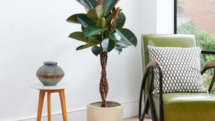 20 Low-Maintenance Plants That Look Like You’re an Expert Gardener