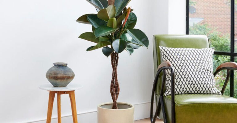 20 Low-Maintenance Plants That Look Like You’re an Expert Gardener