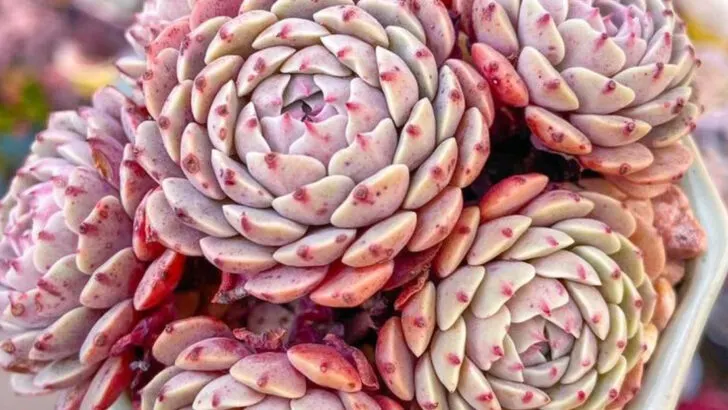 20 Low-Water Plants That Don’t Sacrifice Style or Color