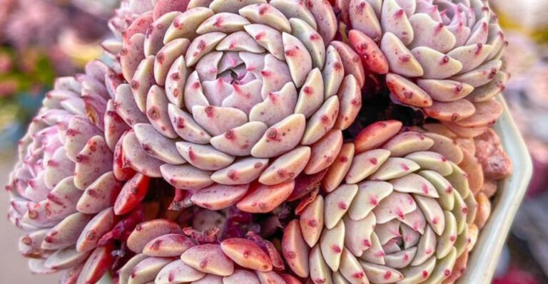 20 Low-Water Plants That Don’t Sacrifice Style or Color