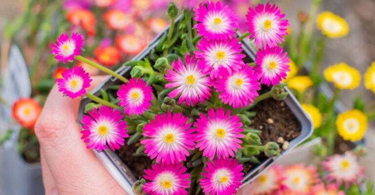 20 Low-Water Plants That Keep Your Garden Alive During Vacation