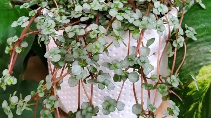 20 Miniature Plants That Look Like They Belong in a Fairy Tale Garden