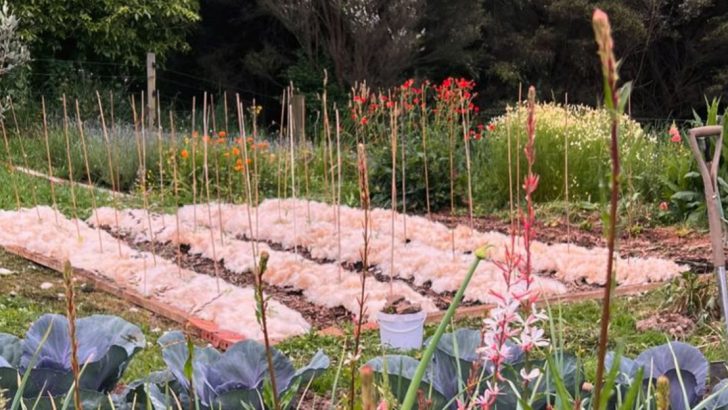20 Mistakes Even Experienced Gardeners Make in Hot Weather
