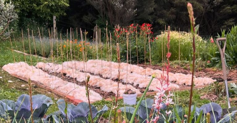 20 Mistakes Even Experienced Gardeners Make in Hot Weather