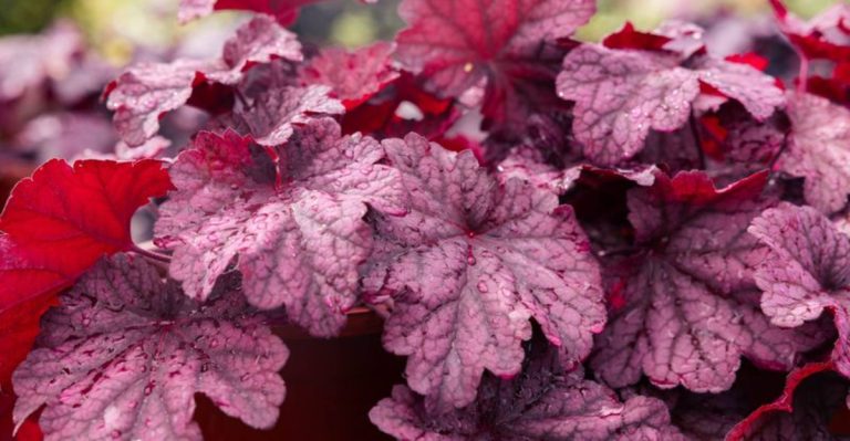 20 Perennials That Come Back Stronger Every Year