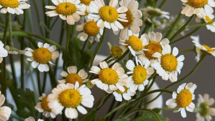 20 Pet-Friendly Plants That Also Make Your Home Smell Amazing
