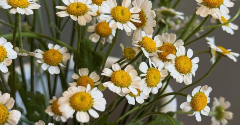 20 Pet-Friendly Plants That Also Make Your Home Smell Amazing