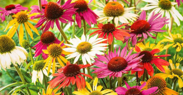 20 Plants That Bring Color to Your Garden When It’s Too Hot for Anything Else