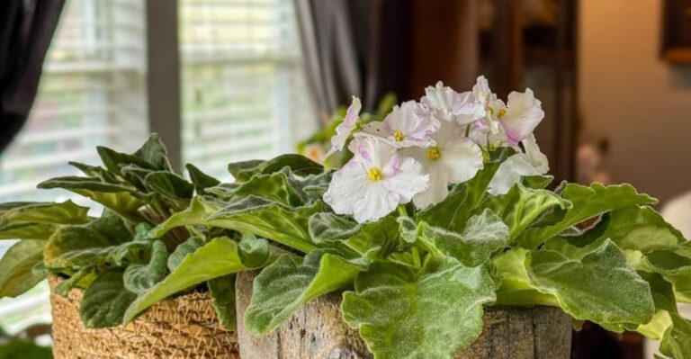20 Plants That Can Live Their Best Life on Your Windowsill